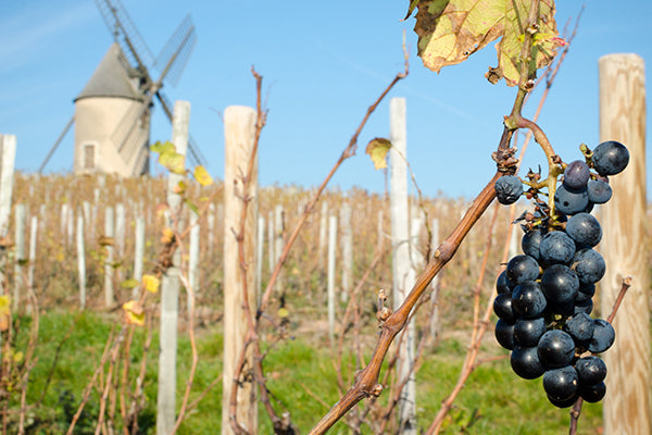 A cluster of gamay hanging in front of the famous windmill in Moulin-A-Vent.