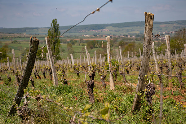 The wild vines of Beaujolais.