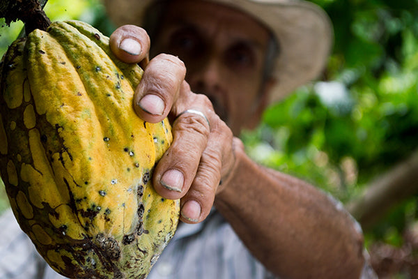More than 50,000 Peruvians earn a living through the cacao trade.