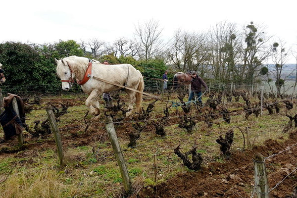 Winemaker Christophe Boutet working the vineyards in Vouvray.