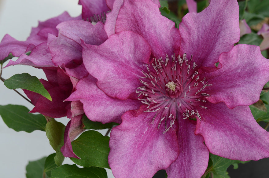 Tudor Patio Trio Raymond Evison Clematis