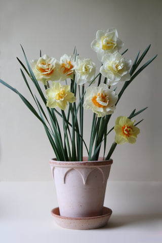 Terracotta pot with daffodils