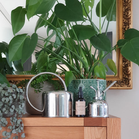 Monstera plant, string of hearts & plant care items
