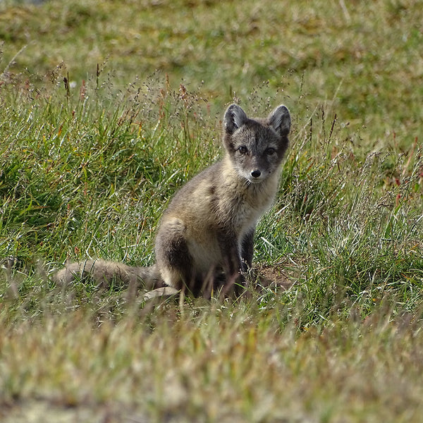 Arctic Fox - Fjällräven