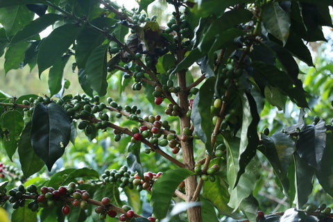 Sudan Rumé Specialty Coffee Inmaculada Coffee Farms Colombian Coffee