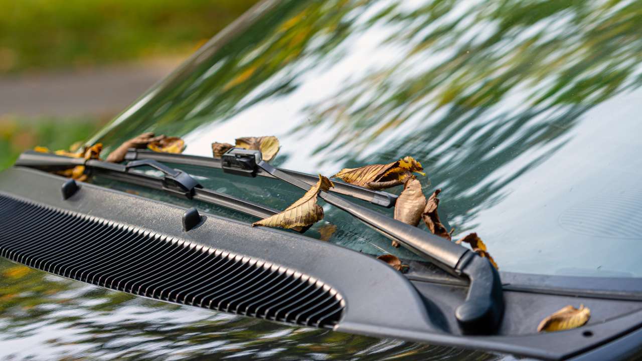 autumn-leaves-on-the-windshield