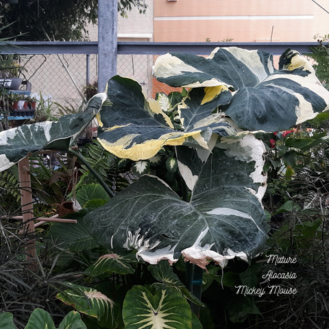 Mature Alocasia Mickey Mouse