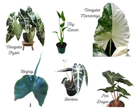 Alocasia Varieties