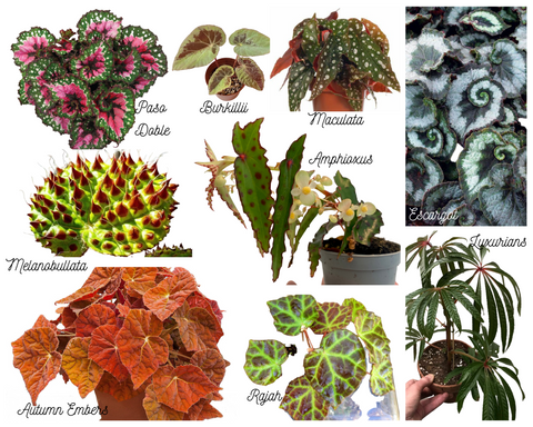 Begonia Varieties