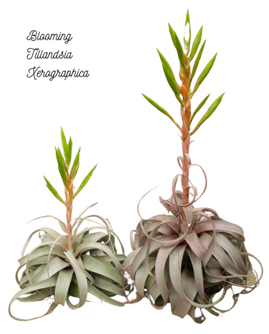 Blooming Tillandsia Xerographica