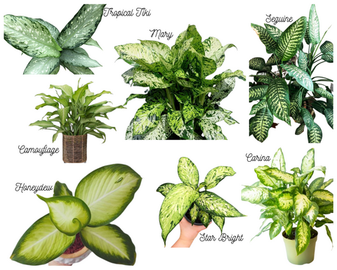 Dieffenbachia Varieties