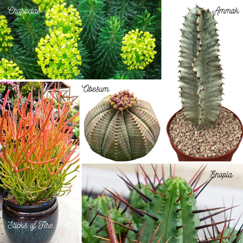 Euphorbia Varieties and Care