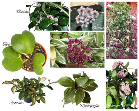 Hoya Varieties