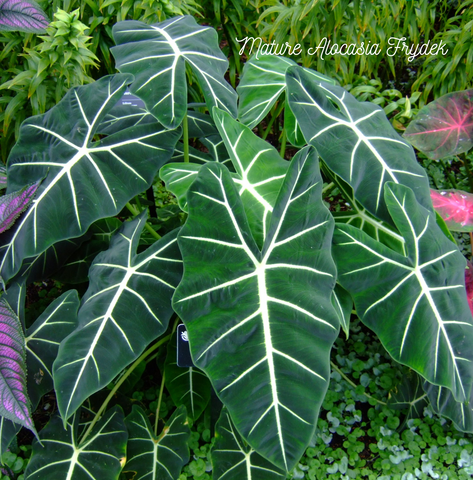 Mature Alocasia Frydek