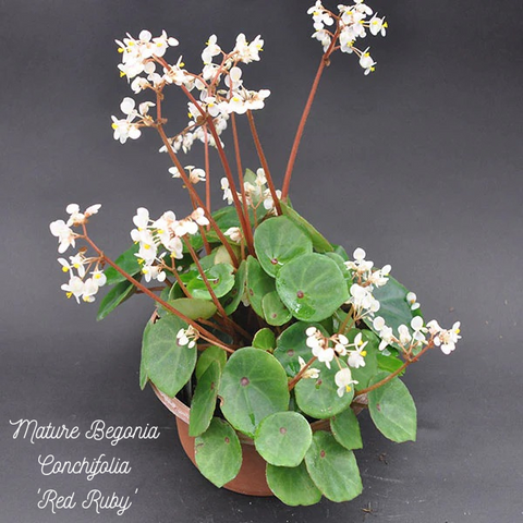 Mature Begonia Conchifolia Red Ruby