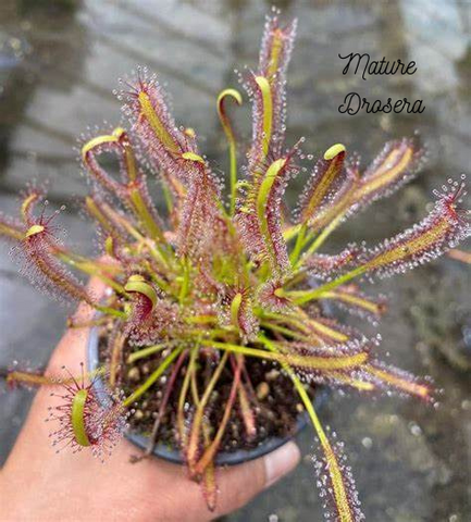 Mature Drosera