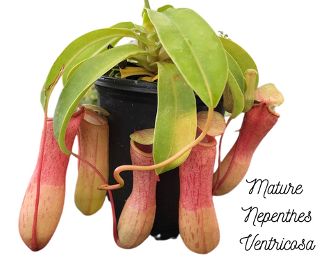 Mature Nepenthes