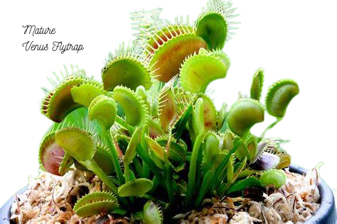 Mature Venus Flytrap