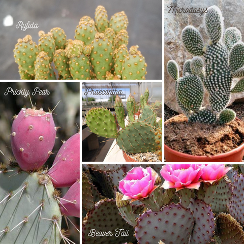 Opuntia Varieties