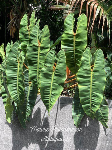 Mature Philodendron Atabapoense