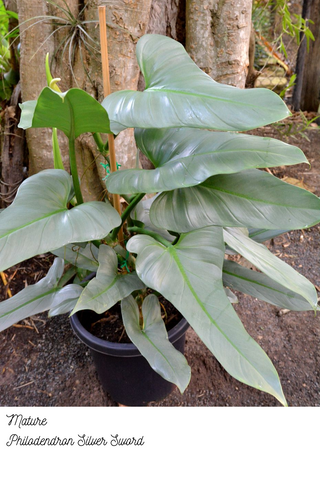 Mature Philodendron Silver Sword