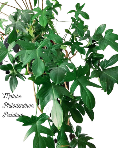 Mature Philodendron Pedatum