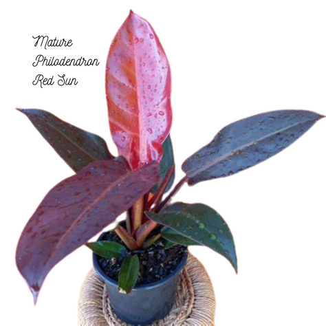 Mature Philodendron Red Sun