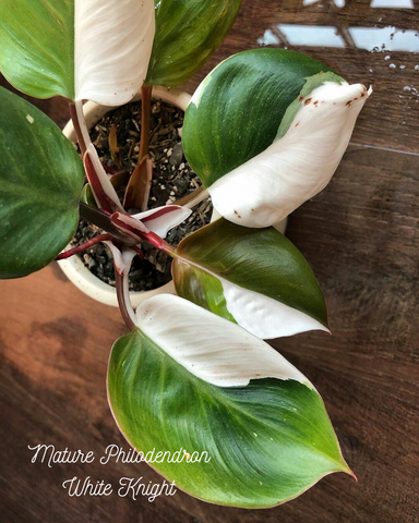 Mature Philodendron White Knight