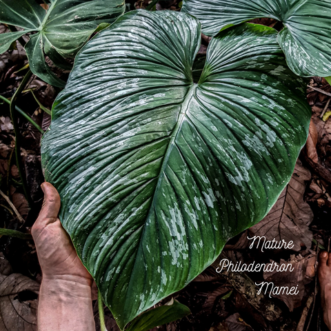 Mature Philodendron Mamei