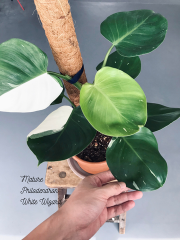 Mature Philodendron White Wizard