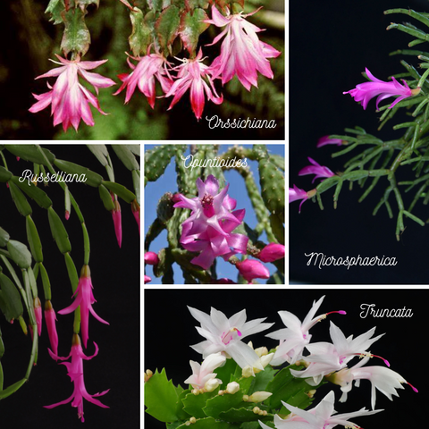 Christmas Cactus Varieties