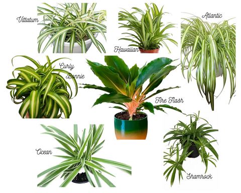 Spider Plant Varieties