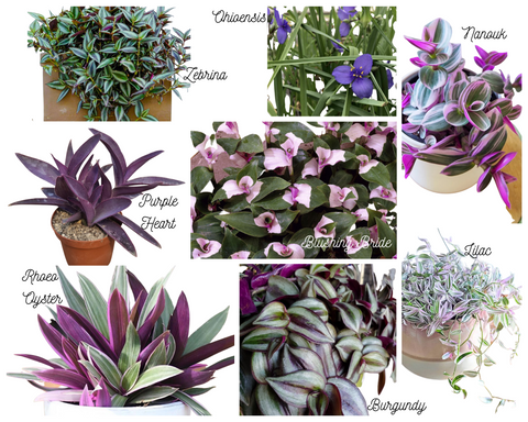 Tradescantia Varieties