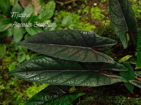 Mature Alocasia Scalprum