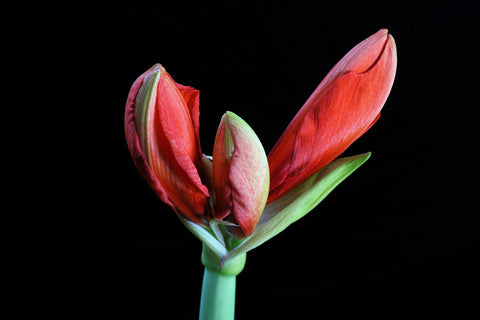 Amaryllis Bulbs