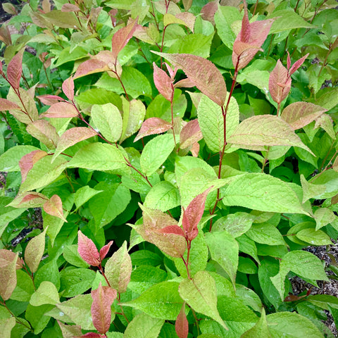 Fruit Trees Grown in Garden Bed