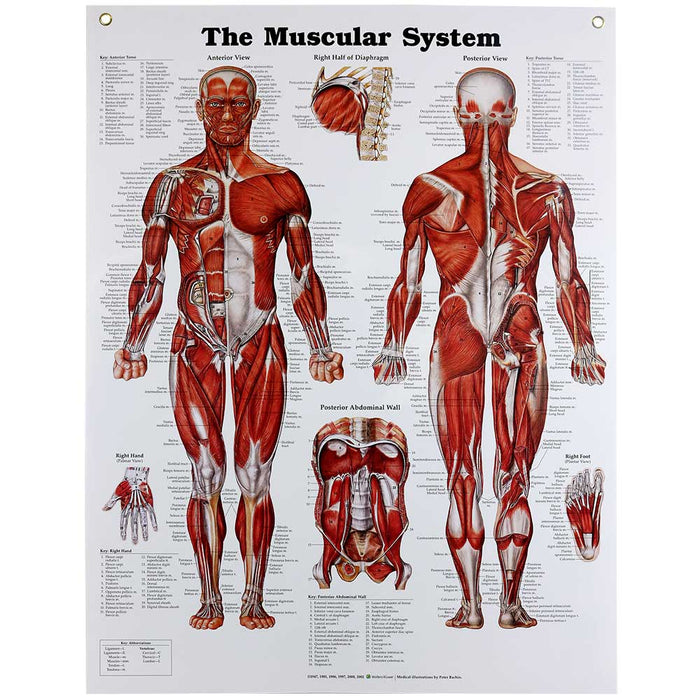 Kinesiology Muscle Chart