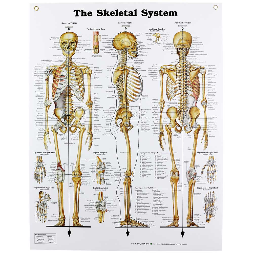 Human Skeletal System Chart | Skeleton Anatomy | Human ...