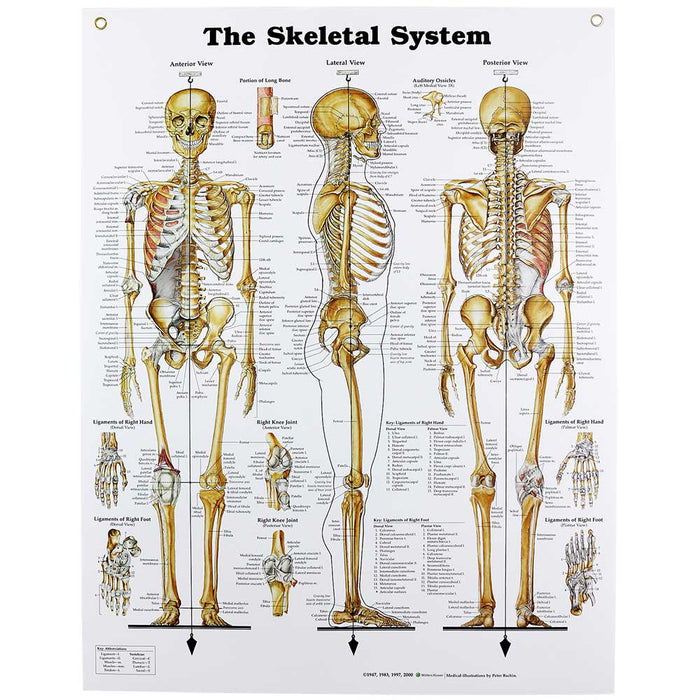 Human Bone Chart