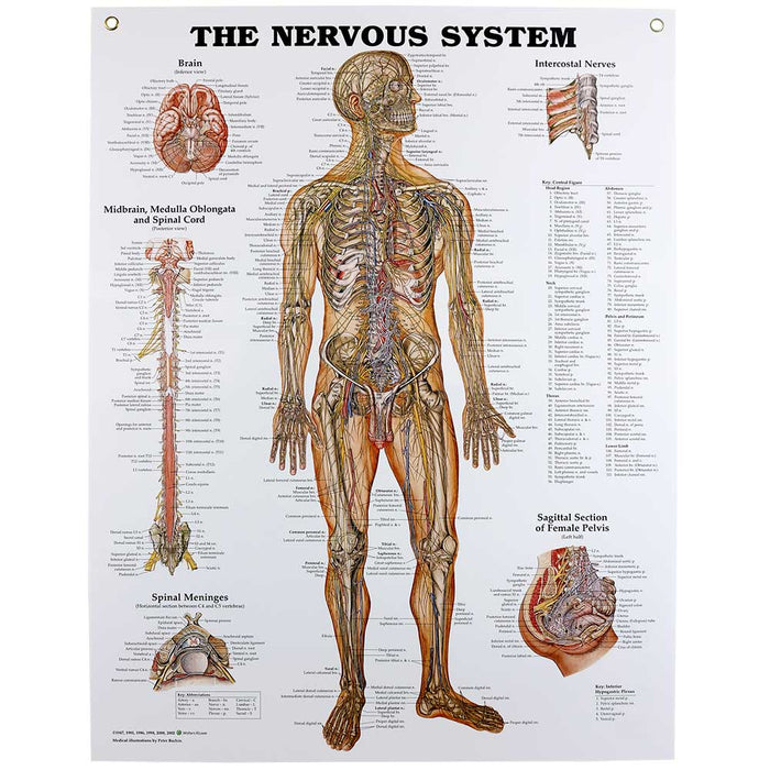 Back Nerve Chart