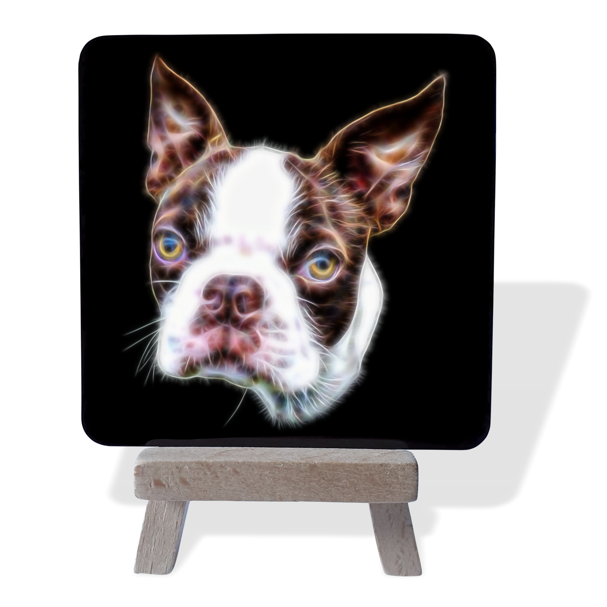 do boston terriers come in brown
