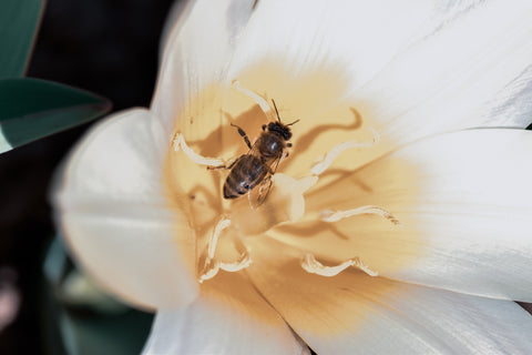 bee pollinating flower