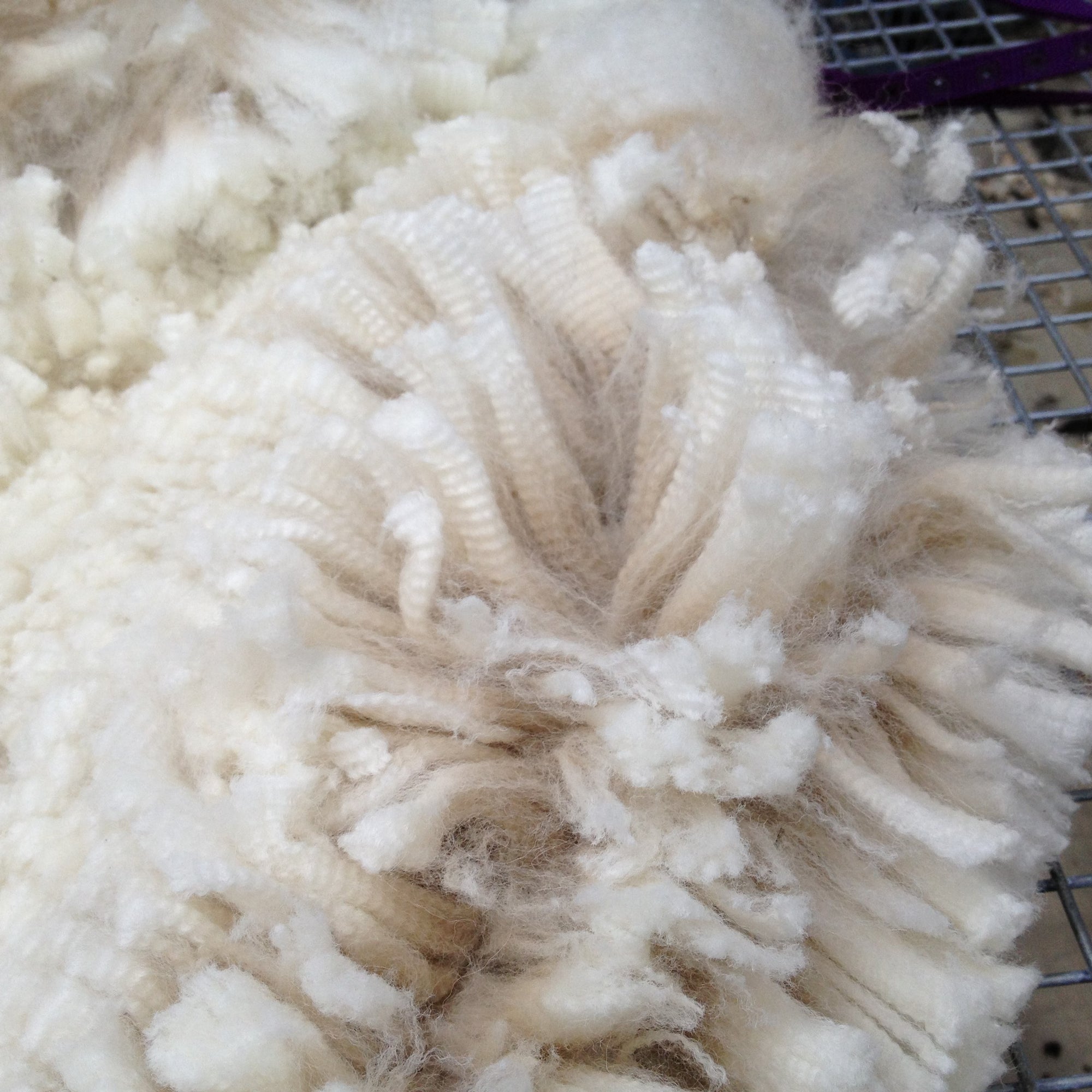 Alpaca fleece in bedding, a bold innovation