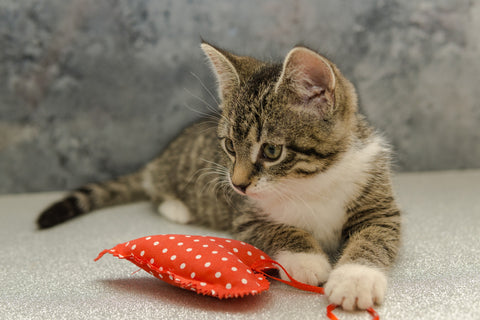 Kitten with catnip toy