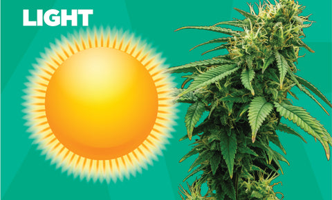 How does light affect cannabis storage?