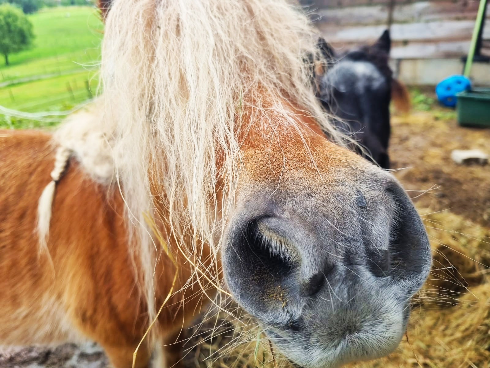 Happy horse with hay