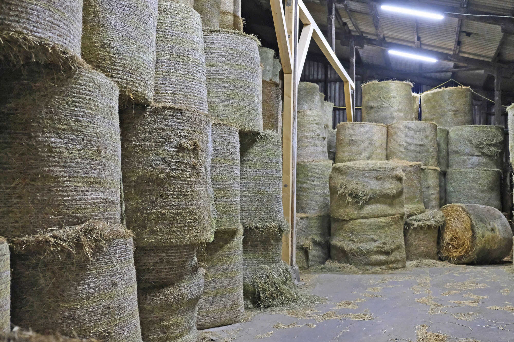 Ballen müssen in den ersten Wochen nach der Ernte täglich überwacht werden. Mit drahtlosen Temperatursensoren geht das sehr einfach.