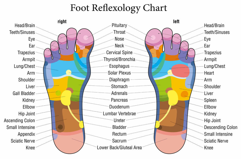 Foot reflexology chart