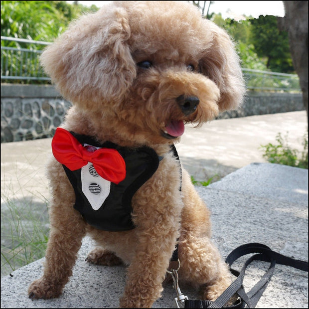 male dog harness