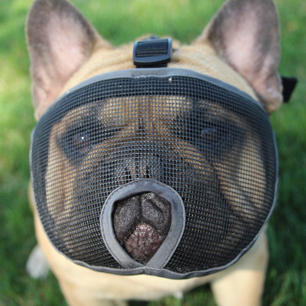 pug muzzle